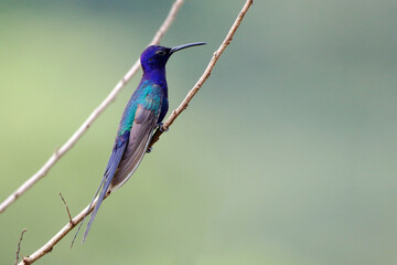 Swallow-tailed Hummingbird (Eupetomena macroura) perched on a branch