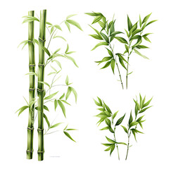 Fototapeta na wymiar Bamboo Plant Green vector graphic