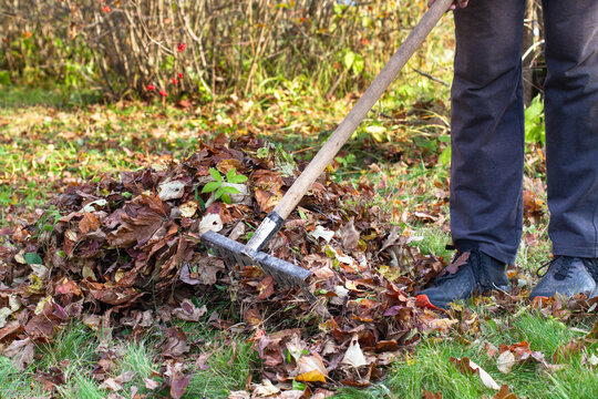 the gardener makes a pile of fallen leaves with a rake