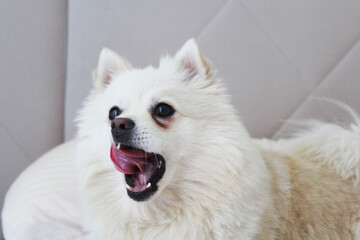 white spitz dog close-up
