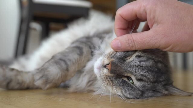 Fluffy domestic cat lies on parquet floor purring