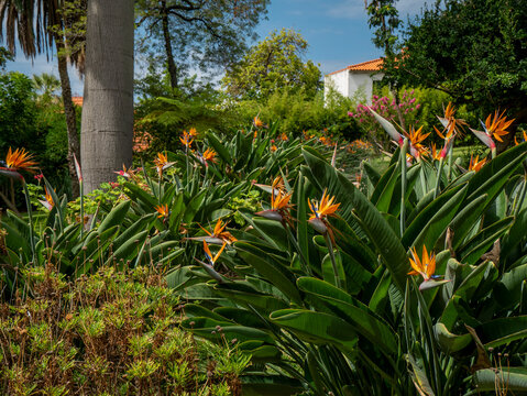 Matorral de aves del paraiso