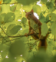 Un &eacute;cureuil danseur dans un bois de noisetier