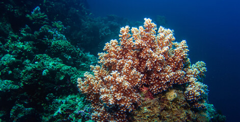Naklejka na ściany i meble coral underwater sea underwater ecosystem