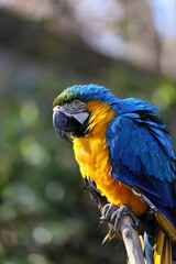 横を向いたルリコンゴウインコ