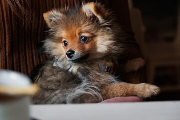 Cute small pomeranian spitz dog lying on owners legs
