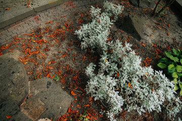 cold freeze morning dew plants in old abandoned flower bed gardening space of autumn November season time, vibrant orange falling leaves