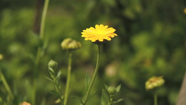 Flowering calendula in autumn. Cultivation and collection of medicinal herbs.
