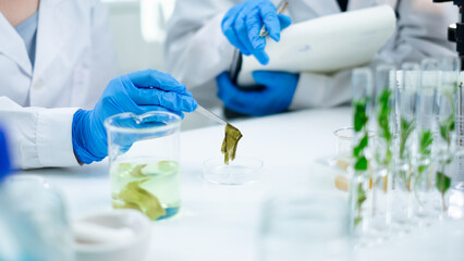 Scientist picking up a plants or seaweed tissue. Concept of botanical, chemistry, ecology and biology laboratory. Environmental and sustainability green energy experiment research. Medical glassware © Irin