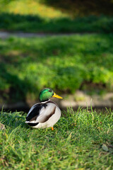 Kaczka krzyżówka nad wodą