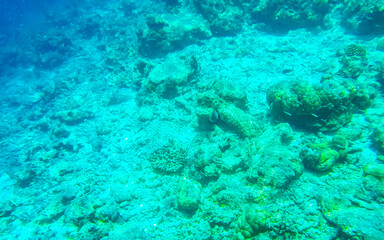 Naklejka na ściany i meble Snorkeling underwater views fish Corals turquoise water Rasdhoo island Maldives.