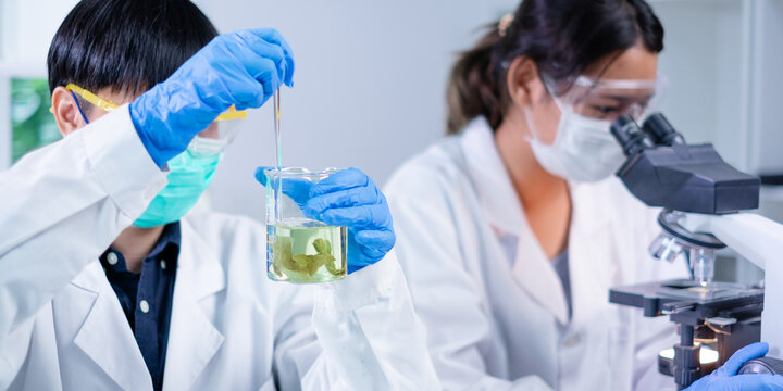 Concept of algae, algaculture and seaweed in laboratory. Researcher or scientist is working with biology or biotechnology. Analyzing microbiology, herb, diesel, biodiesel and carbon experiment.