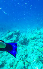 Snorkeling underwater views fish Corals turquoise water Rasdhoo island Maldives.