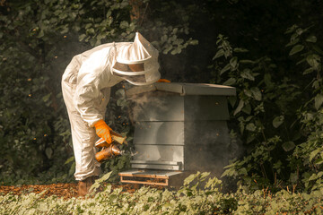 Beekeeper smoking honey bees in a bee hive