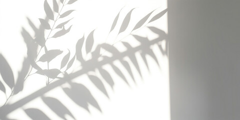 Simple leaves shadows on a white wall shadow from window