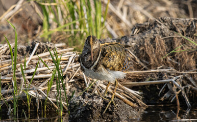 greater painted-snipe on the ground close up shot ( Animal portrait ).