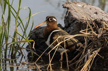 greater painted-snipe on the ground close up shot ( Animal portrait ).