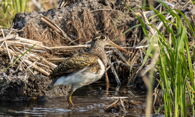 greater painted-snipe on the ground close up shot ( Animal portrait ).