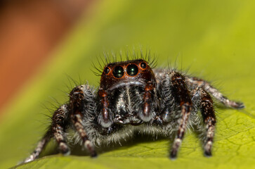 Jumping spiders animal portrait close up shot.