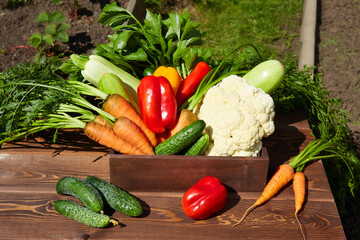 A wooden box with a harvest of fresh vegetables on the table in the garden on a sunny day. 