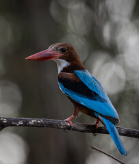 White-throated Kingfisher on the branch tree animal portrait.