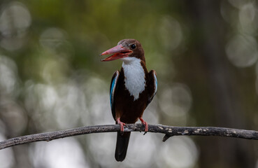 White-throated Kingfisher on the branch tree animal portrait.