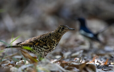 White's Thrush (Zoothera aurea) in the forest animal portrait.