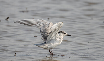 Whiskered Tern on the ground animal portrait.