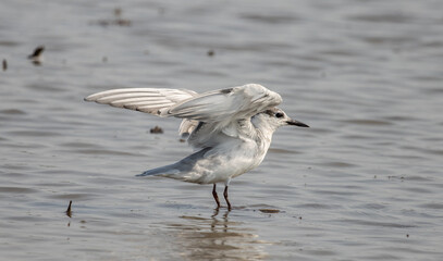 Whiskered Tern on the ground animal portrait.