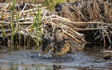 greater painted-snipe on the ground close up shot ( Animal portrait ).