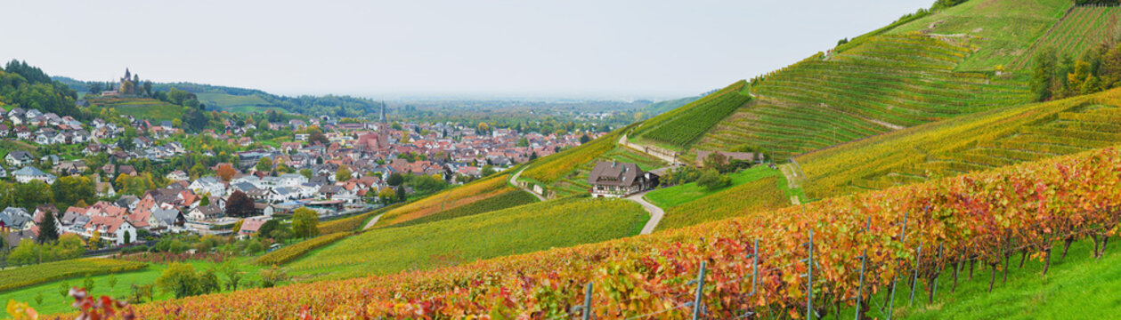 View over autumnal vineyards. Autumn landscape - Kappelrodeck, black forest