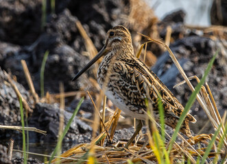 Pintail Snipe on the ground animal portrait.