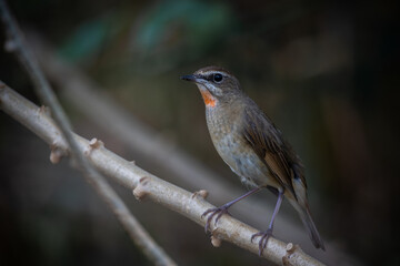 Siberian Rubythroat, Red-necked Nightingale on a branch ( Animal portrait )