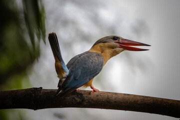 Obraz premium Stork-billed Kingfisher on the branch tree.