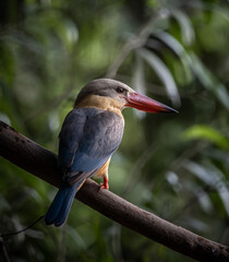 Stork-billed Kingfisher on the branch tree.
