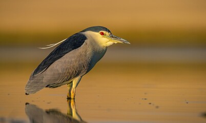 Black-crowned Night Heron (Nycticorax nycticorax) is a wetland bird found in suitable habitats in Asia, Europe, America and Africa. It hunts especially at sunset and sunrise.