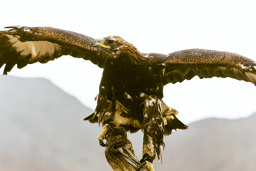 Golden eagle hunting in Kyrgyzstan