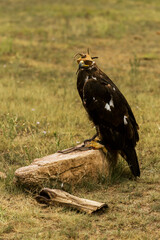 Golden eagle hunting in Kyrgyzstan