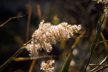 Obraz premium vista de la flor de planta llamada junco.