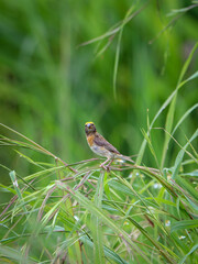 small weaver bird resting on tree branch