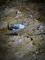 mangrove heron looking for food at the wet land