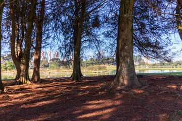Fototapeta premium Floresta na beira do lago