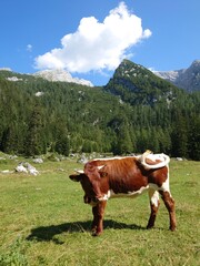 Bei der Kammerlingalm