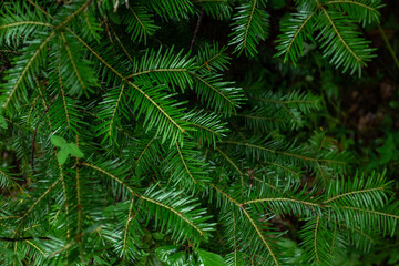 spruce green leaves, full frame. Dark photo