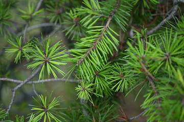 macro pine branch with cone close-up, green branches of a coniferous tree with cones