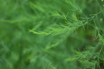 gradient of green color, texture of asparagus branches, green natural background, steady...