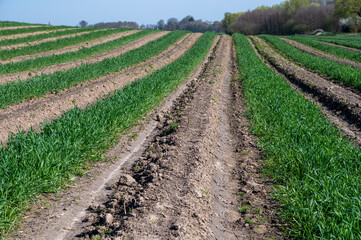 Fototapeta na wymiar Green asparagus sprouts growing on bio farm field in Limburg, Belgium