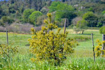 Seasonal blossom of evergreen avocado trees in April on plantations in Asturias, North of Spain