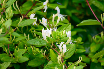 Botanical collection of medicinal and climbing plants, Jasminum officinale, jasmine plant in blossom