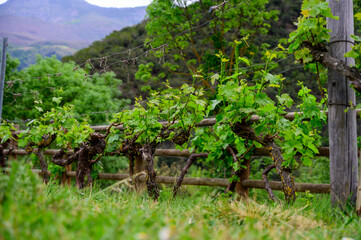 Young cluster of grapes in blossom on old grape vine on vineyard in Cantabria, Spain